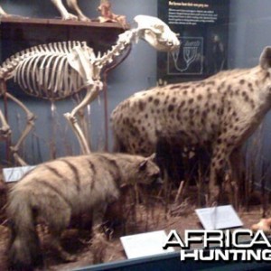 Taxidermy Aardwolf & Spotted Hyena