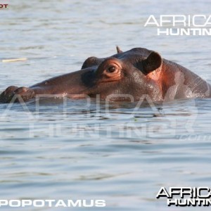 Bowhunting Hippopotamus Shot Placement