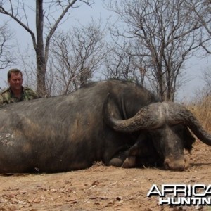 Cape Buffalo Zimbabwe