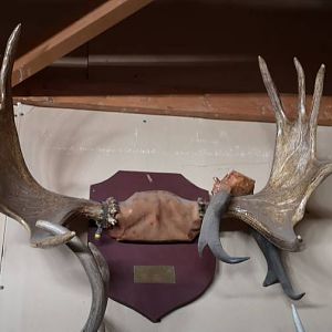 Moose Horn Mount Taxidermy