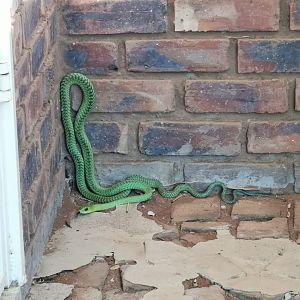 Green Mamba Limpopo South Africa