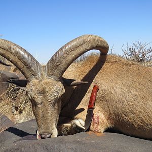 Hunt Aoudad in Northern Cape South Africa