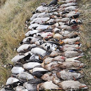 Hunt Geese in Canada