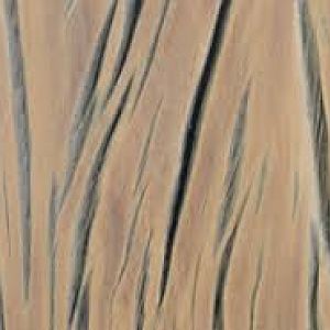 Androstachys johnsonii-Lebombo Iron wood /Msimbiti