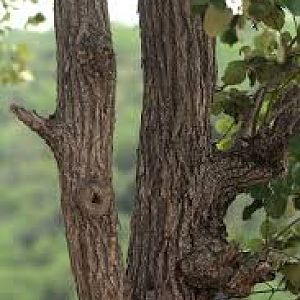 Androstachys johnsonii-Lebombo Iron wood /Msimbiti