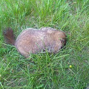 USA Hunting Groundhog