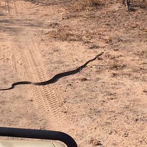 Black Mamba in South Africa