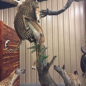 Leopard & Spotted Hyena Full Mount Taxidermy