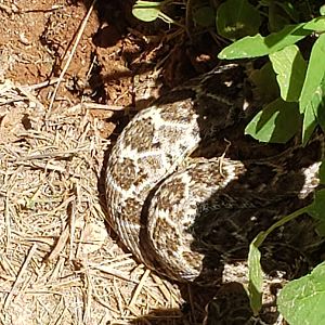 Rattlesnake Texas USA