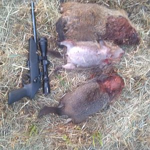 Handgun Hunting Groundhog in USA