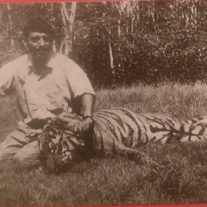 Bangladesh Hunting Royal Bengal Tiger