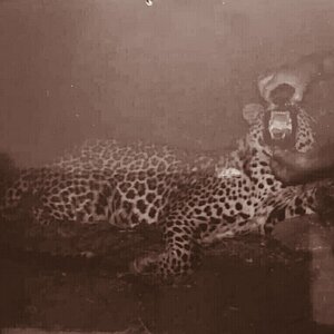 Hunt leopard in in Bangladesh