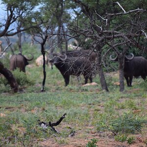 Cape Buffalo sighting South Africa