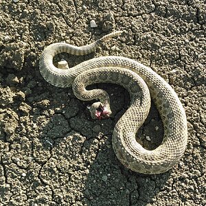 Rattlesnake Hunt USA