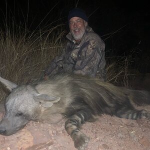 Brown Hyena Hunting South Africa
