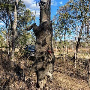 Boar Hunt Australia