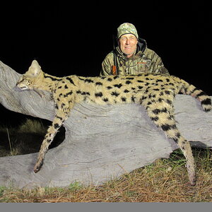 Hunt Serval Cat in South Africa