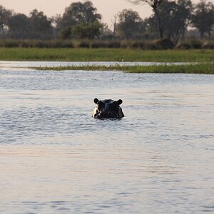 Hippo on Botswana Tour