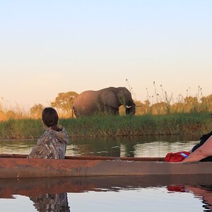 Elephant on Botswana Tour