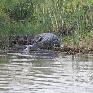 Crocodile Botswana Tour