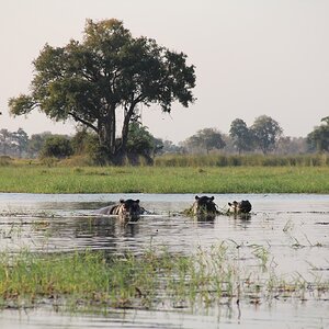 Hippo on Botswana Tour