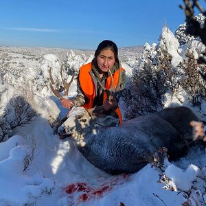 Hunt Mule Deer in USA