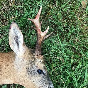 Roe Deer Hunt England UK