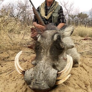 Warthog Hunt  South Africa
