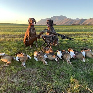 South Africa Hunting Geese