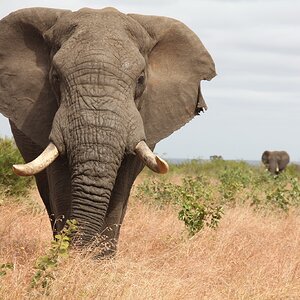 Elephant in the Kruger National Park South Africa