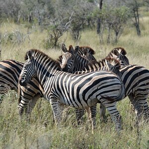 Burchell's Plain Zebra in the Kruger National Park South Africa