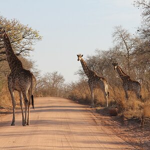 Giraffe in the Kruger National Park South Africa