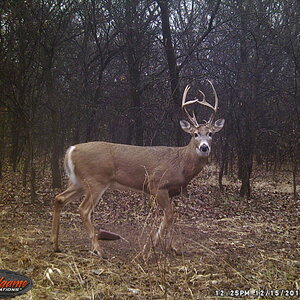 USA Trail Cam Pictures White-tailed Deer