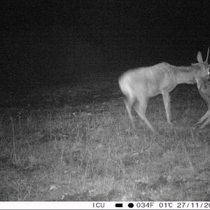 Trail Cam Pictures of Deer & Wolf in Germany