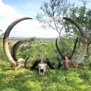 Hunt Elephant, Sable, Buffalo & Waterbuck in Zimbabwe