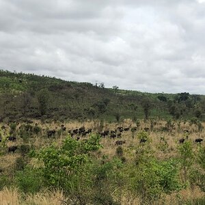Buffalo in Zimbabwe