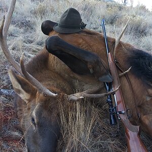 Elk Hunting USA