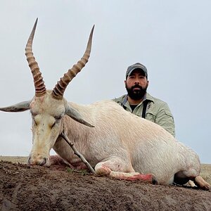 Hunt White Blesbok in South Africa
