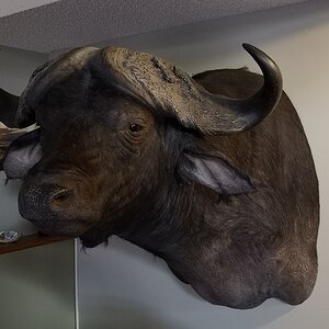 Buffalo Shoulder Mount Taxidermy