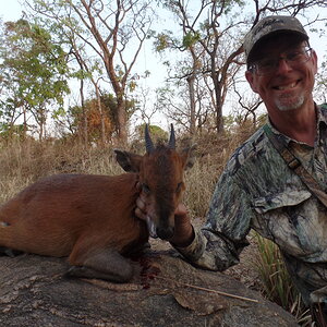 Red Duiker Hunting In Cameroon
