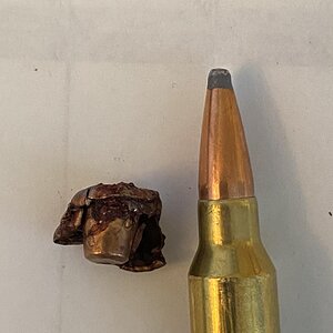 Bullet Recovered Weighed 71.5gr
