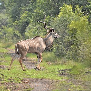 Kudu Wildlife North West Province South Africa