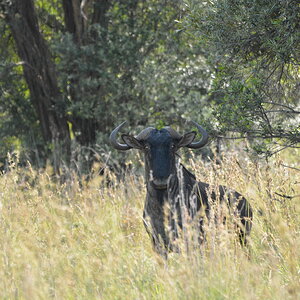 Blue Wildebeest Wildlife North West Province South Africa