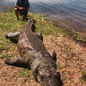 Crocodile Hunt Abangane Zimbabwe
