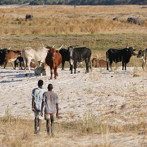 Local Namibian Cattle