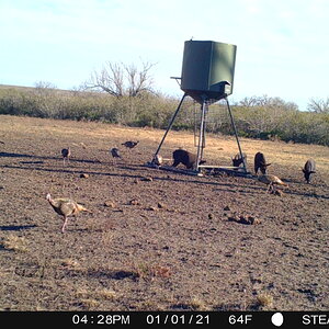Pigs on Trail Camera