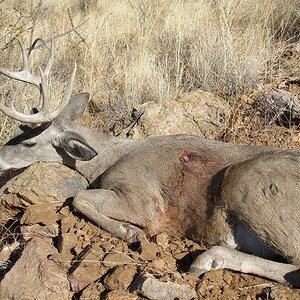 Coues Whitetail Deer