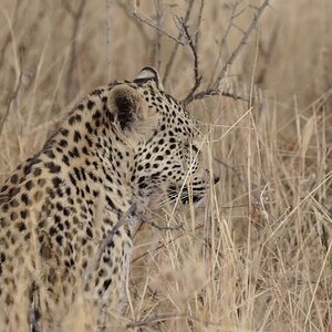 Life-altering Hunting Safari In The Heart Of Namibia With JAMY TRAUT HUNTING SAFARIS