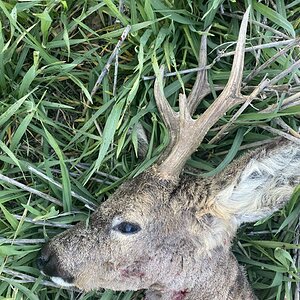 Roe Deer Hunt England