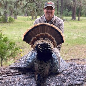 Hunting Turkey